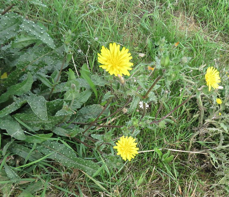  Bristly Oxtongue 